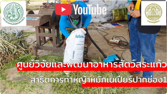 หญ้าเนเปียร์ปากช่อง 1 หมัก ศวอ.สระแก้ว