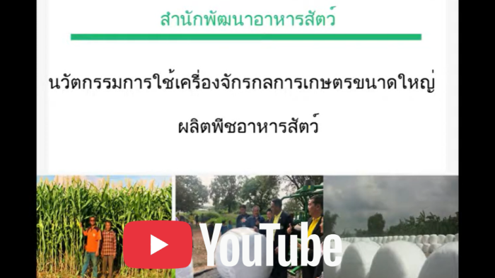 นวัตกรรมเครื่องจักรกลเกษตรขนาดใหญ่ผลิตพืชอาหารสัตว์