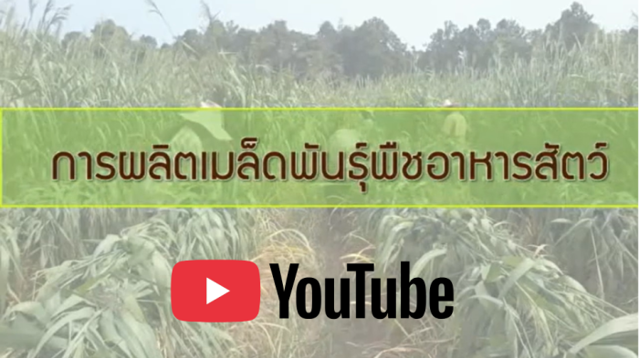การผลิตเมล็ดพันธุ์พืชอาหารสัตว์