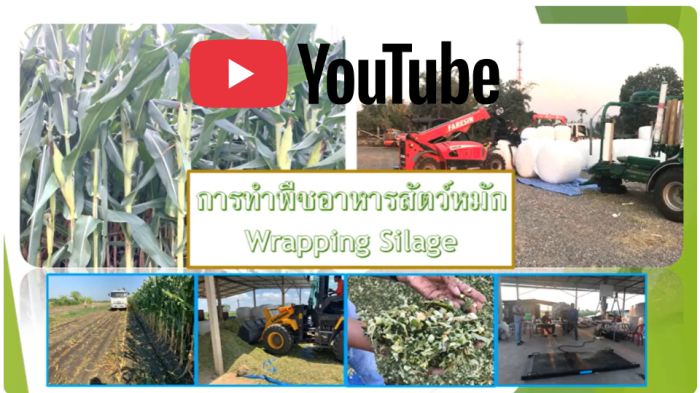 ต้นข้าวโพดพร้อมฝักหมัก