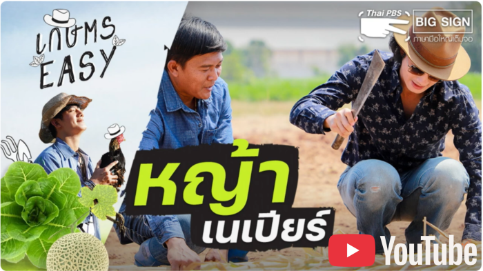 หญ้าเนเปียร์/รายการเกษตรอีซี Thai PBS