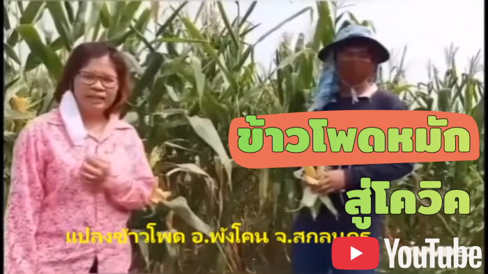 ข้าวโพดหมัก