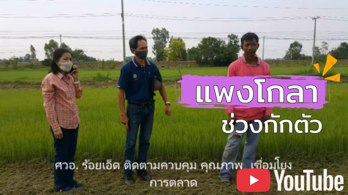 ปลูกแพงโกล่าจำหน่าย