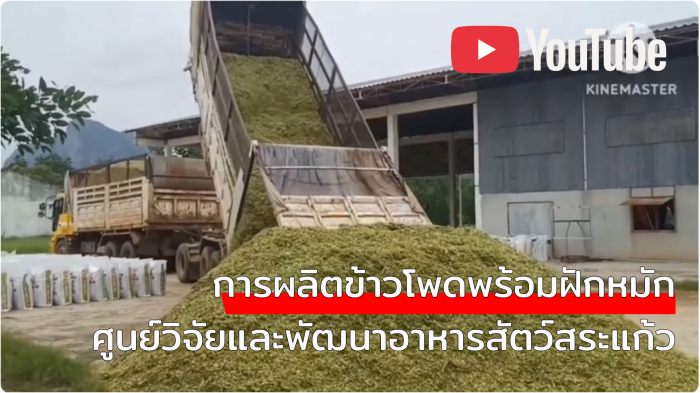 ข้าวโพดพร้อมฝักหมัก ศวอ.สระแก้ว