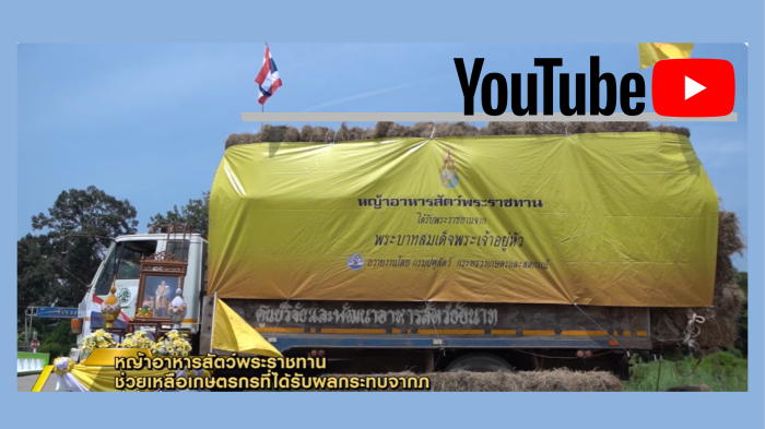 หญ้าอาหารสัตว์พระราชทาน 