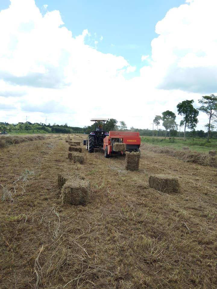 ศมอ.นำส่งเสบียงสัตว์ (หญ้าแพงโกลาแห้ง)โครงการคลังเสบียงสัตว์ประจำตำบล ปีงบประมาณ 2568