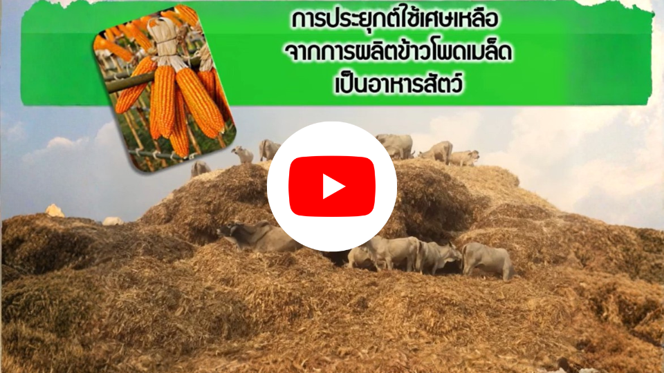 การประยุกต์ใช้เศษเหลือจากข้าวโพดเป็นอาหารสัตว์