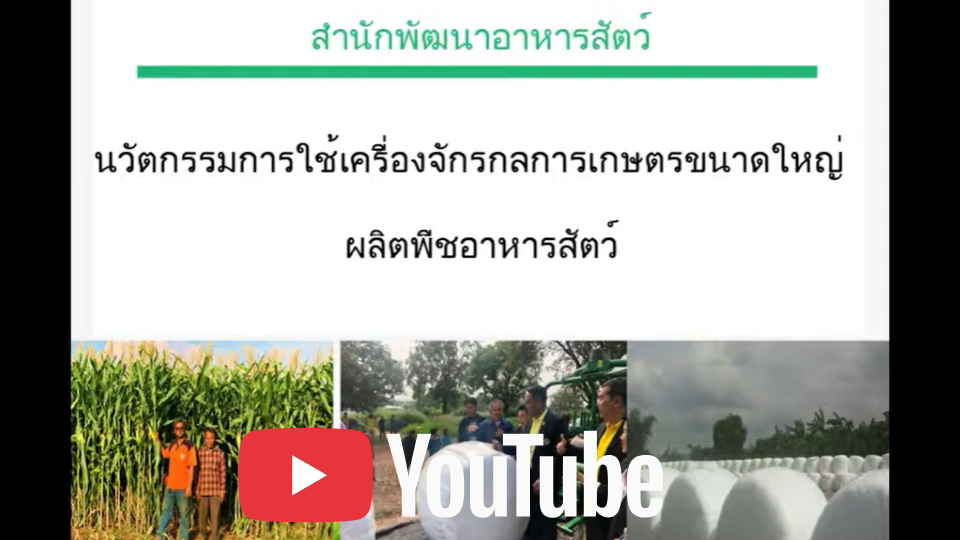 นวัตกรรมเครื่องจักรกลเกษตรขนาดใหญ่ผลิตพืชอาหารสัตว์