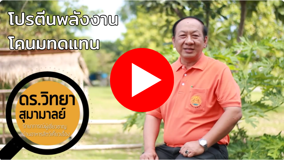 โคนมต้องการอาหารไม่เหมือนกัน