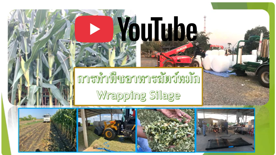 ต้นข้าวโพดพร้อมฝักหมัก