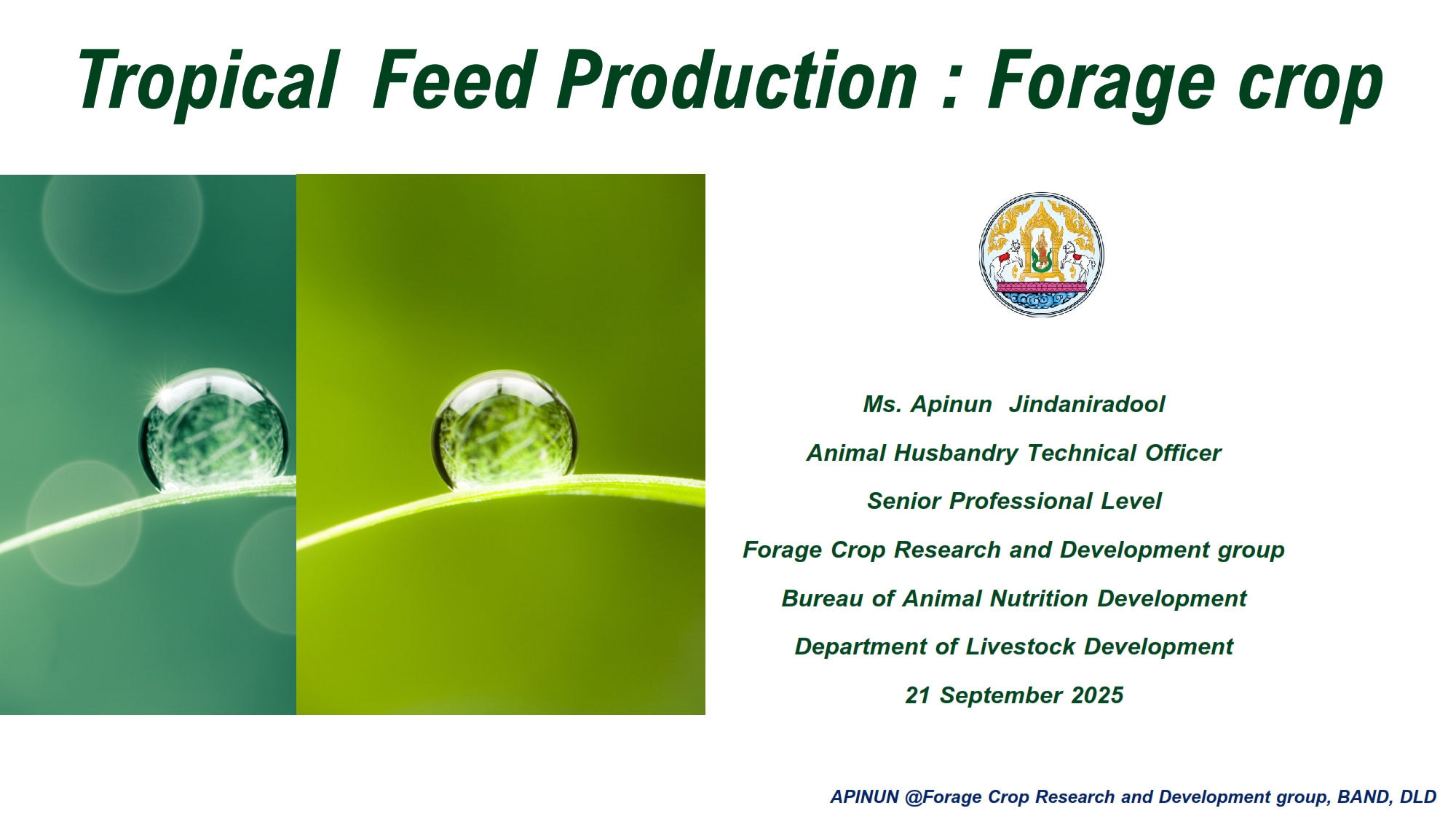 680914TropicalForagecropAPINUN