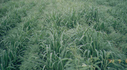 นวัตกรรมการผลิตพืชอาหารสัตว์ในยุค ค.ศ.2000