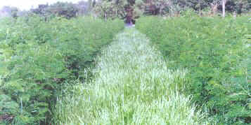 การปลูกกระถินร่วมกับหญ้ารูซี่