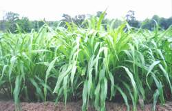 หญ้าเนเปียร์แคระ