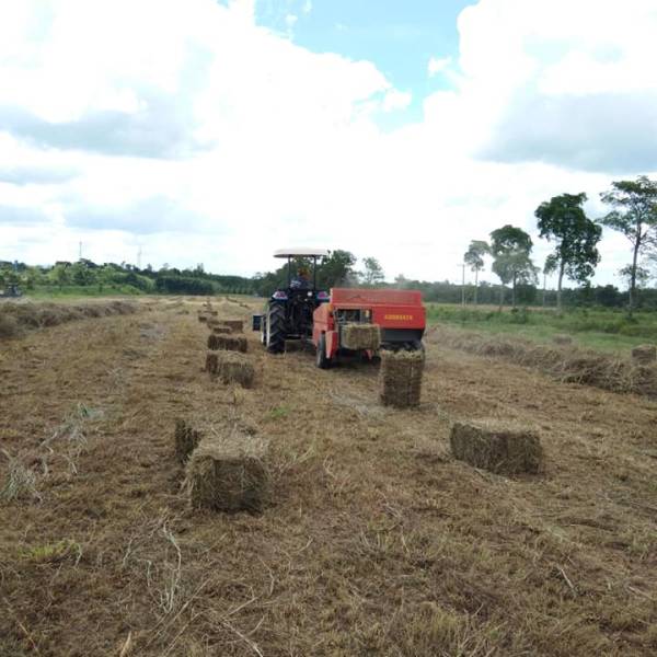 ศมอ.นำส่งเสบียงสัตว์ (หญ้าแพงโกลาแห้ง)โครงการคลังเสบียงสัตว์ประจำตำบล ปีงบประมาณ 2568