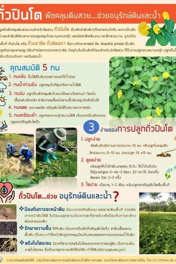 ถั่วปินโต พืชคลุมดินสวย...ช่วยอนุรักษ์ดินและน้ำ