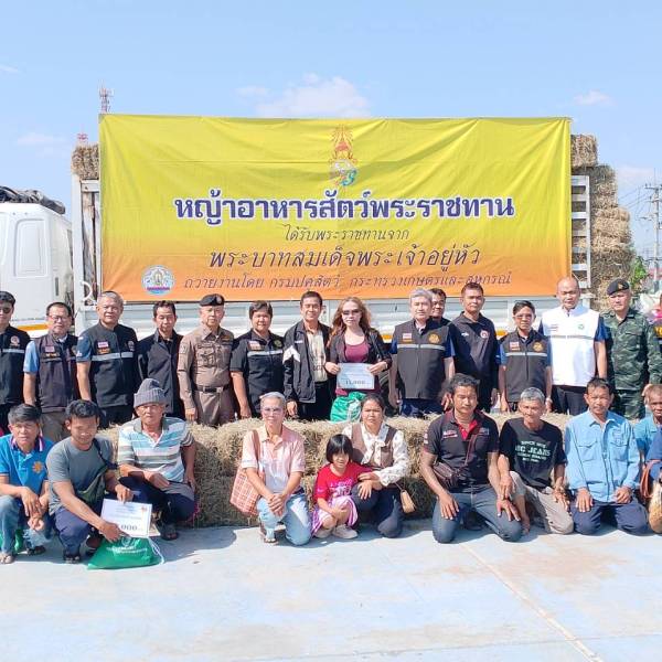 ส่งมอบหญ้าอาหารสัตว์พระราชทาน จำนวน 4,000 กิโลกรัม ในพิธีมอบเงินเยียวยาเกษตรกร จังหวัดบุรีรัมย์