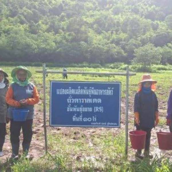 การใส่ปุ๋ย แปลงผลิตเมล็ดพันธุ์ถั่วคาวาลเคด ชั้นพันขยาย (RS) 