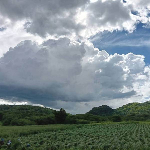 การมัดช่อดอกหญ้าอะตราตัมเพื่อผลิตเมล็ดพันธุ์ ชั้นพันธุ์หลัก (FS)
