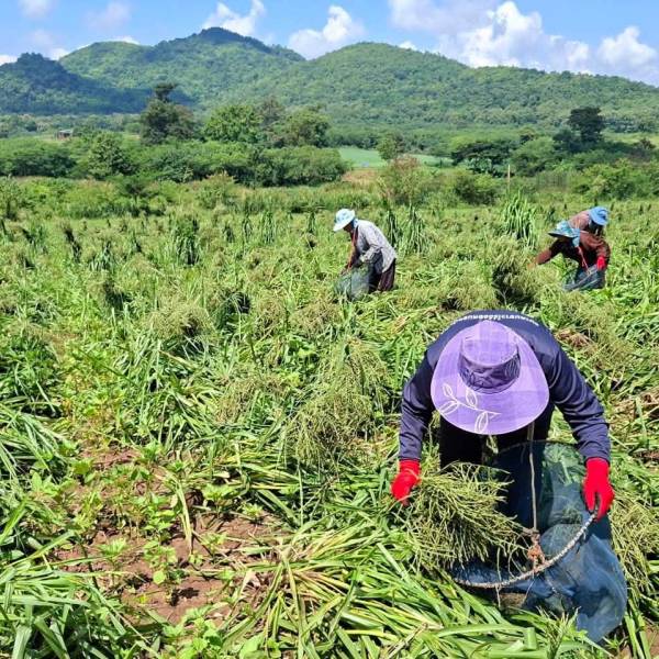 การเคาะเมล็ดหญ้าอะตราตัม ชั้นพันธุ์จำหน่าย (CS)