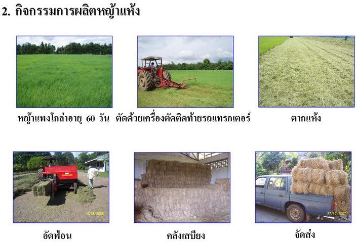 กระบวนการผลิตหญ้าแห้ง