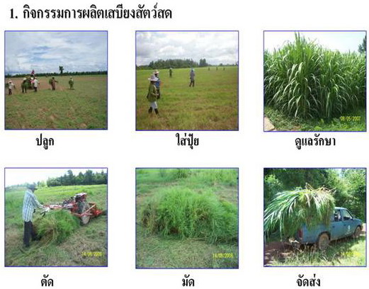 กระบวนการผลิตหญ้าสด